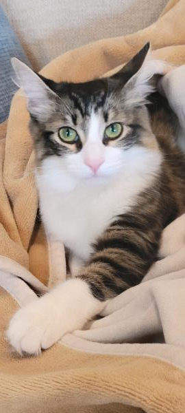 /Images/uploads/Friends of Seal Beach Animal Care Center/2025sbacc/entries/32210thumb.jpg